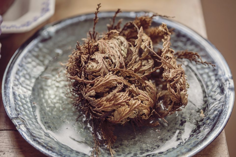 Dive Into The Spiritual Plant World Full Rose of Jericho Care Guide