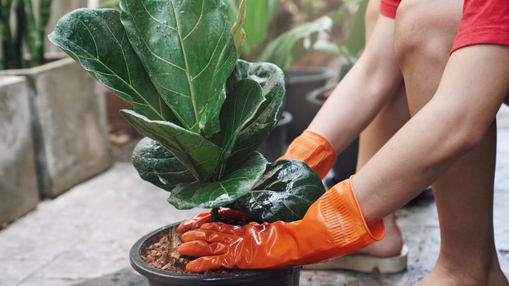 Simple Step By Step Guide For Repotting Fiddle Leaf Fig
