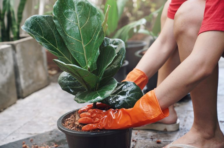 Repotting Fiddle Leaf Fig
