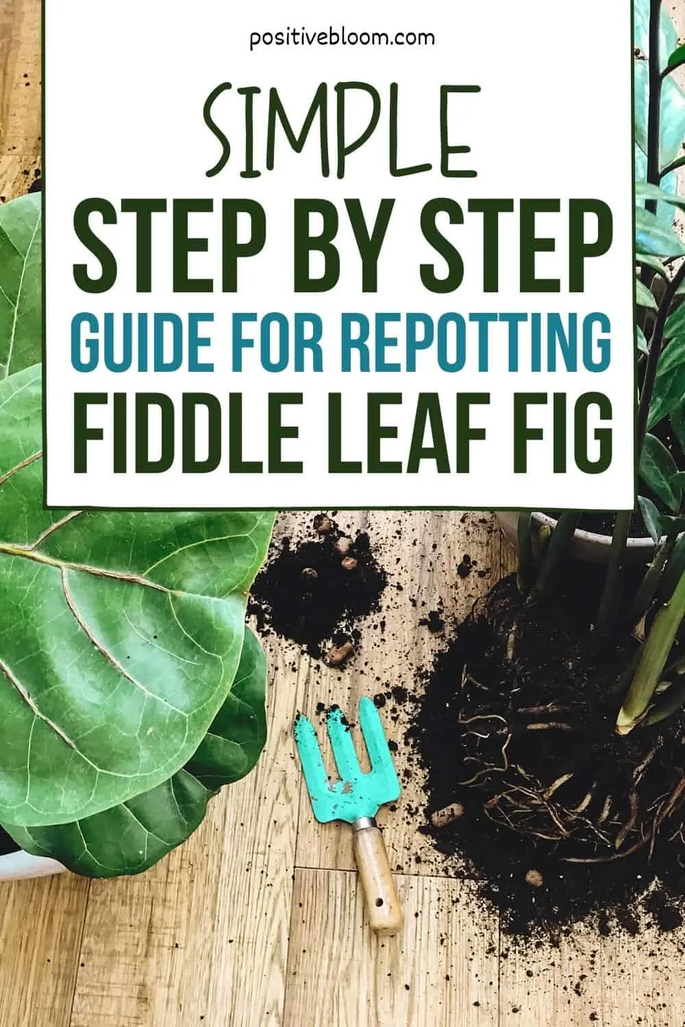 _Simple Step By Step Guide For Repotting Fiddle Leaf Fig Pinterest