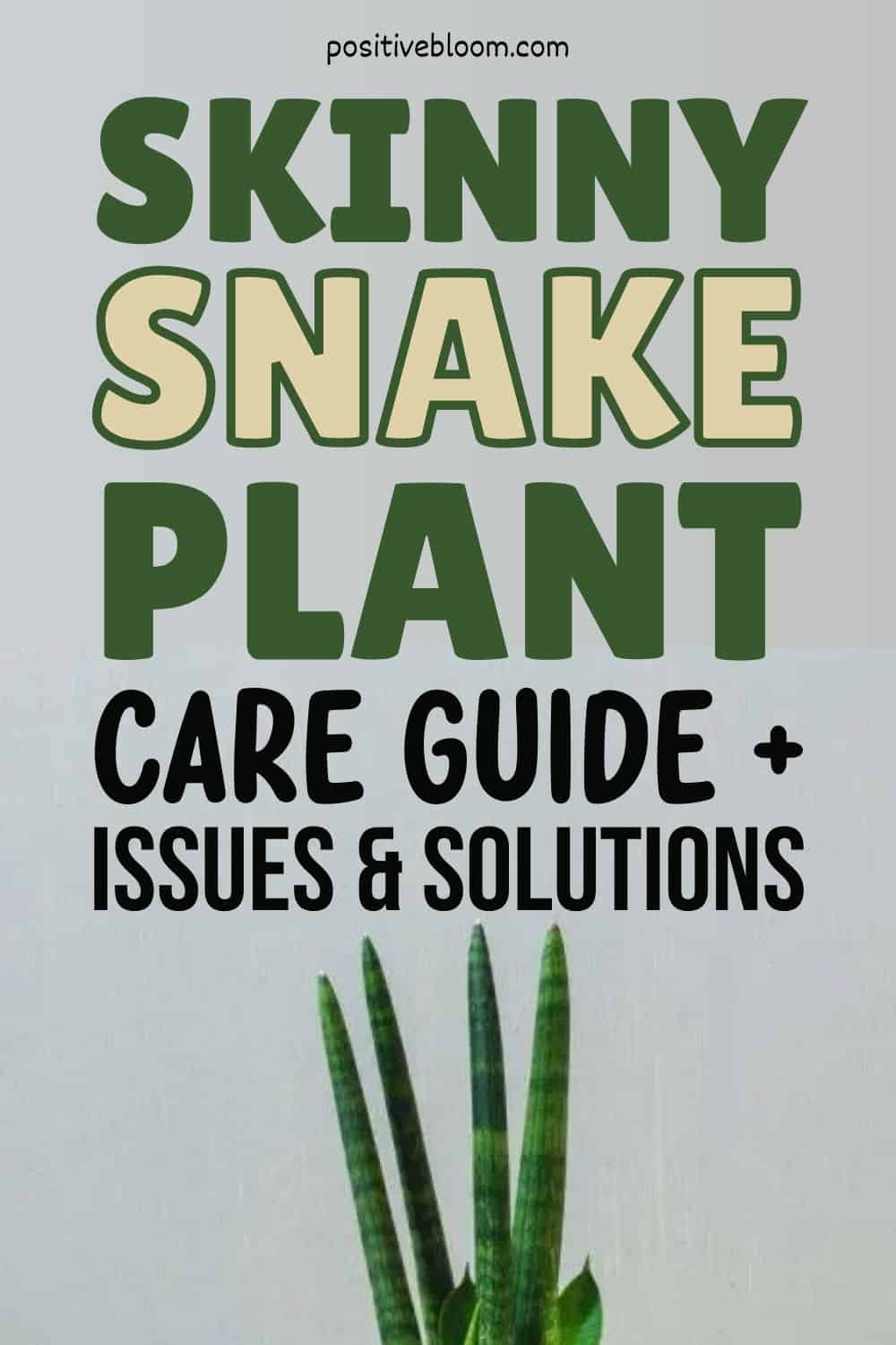 Skinny Snake Plant Care Guide + Issues And Solutions Pinterest