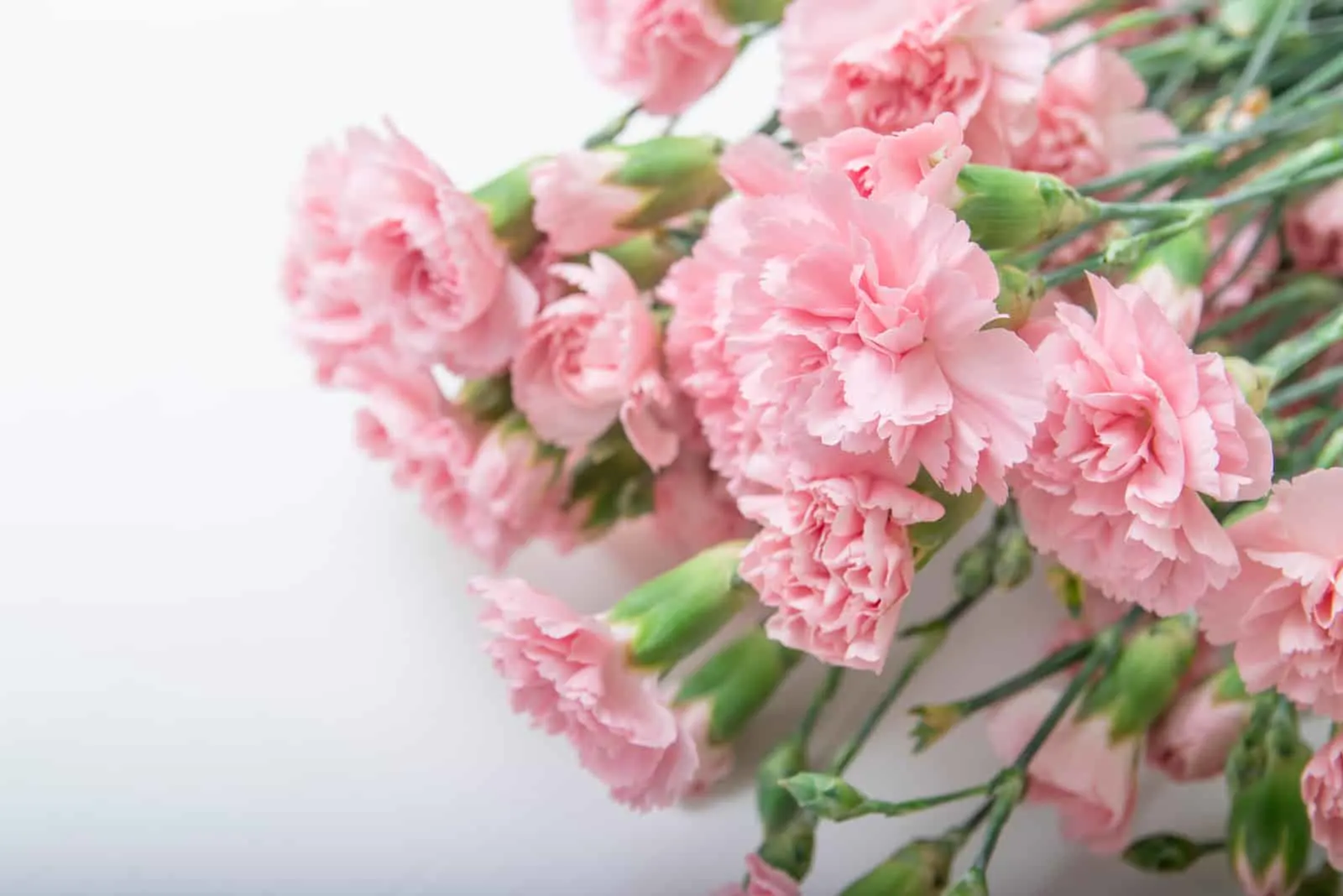 Small bouquet of pink carnations