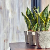 Sansevieria Trifasciata in a white pot