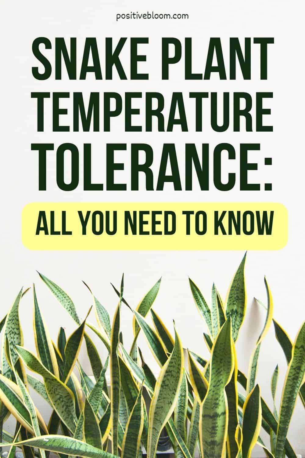 Snake Plant Temperature Tolerance All You Need To Know Pinterest