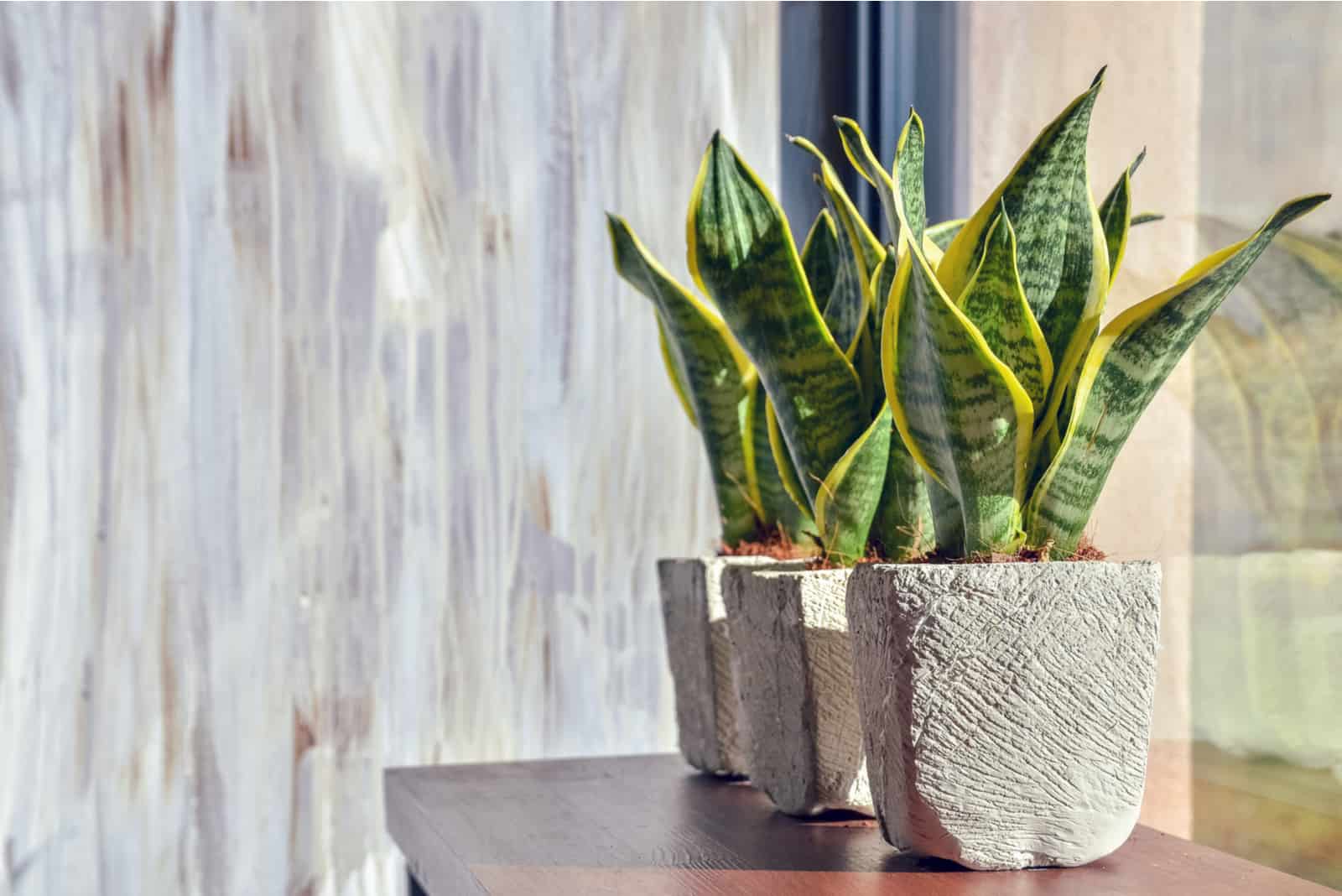 Snake Plant Temperature Tolerance: All You Need To Know