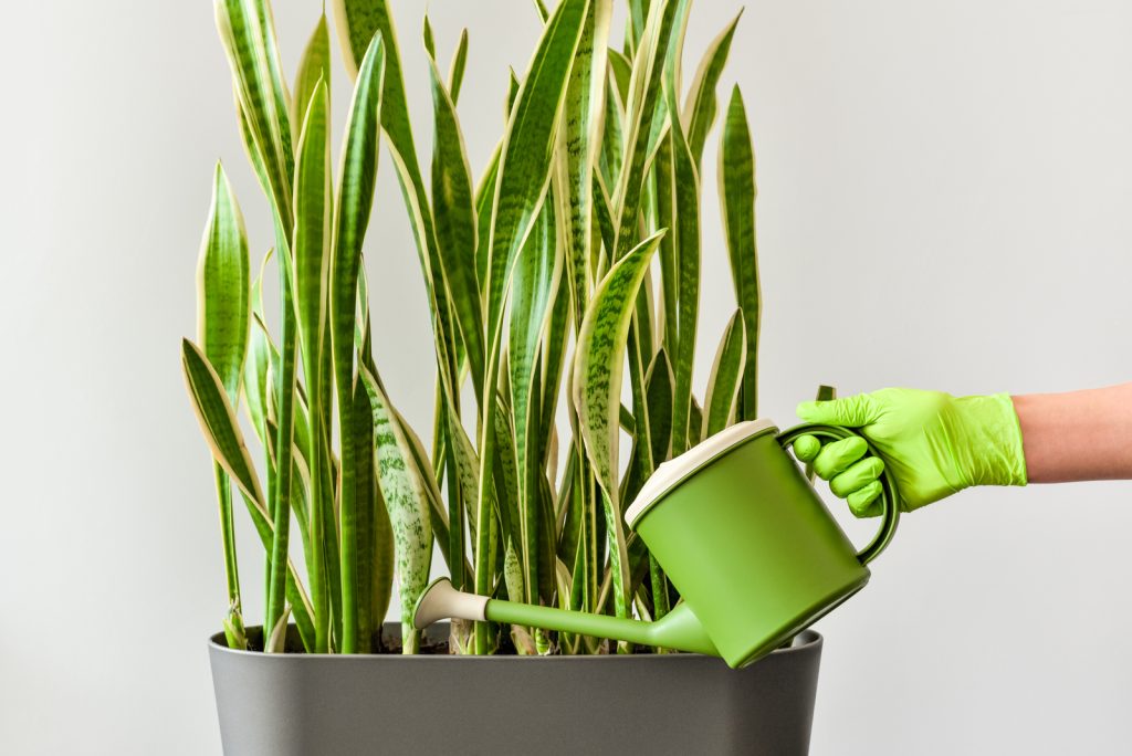 8 Causes Of Snake Plant Leaves Splitting And Solutions