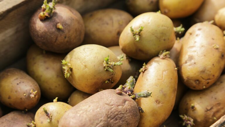 Potato Sprouting