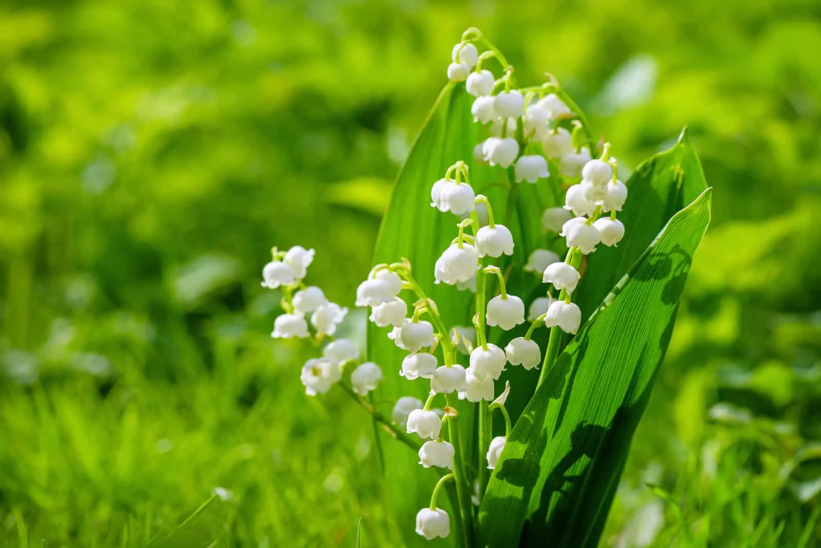 Spring flower lily of the valley