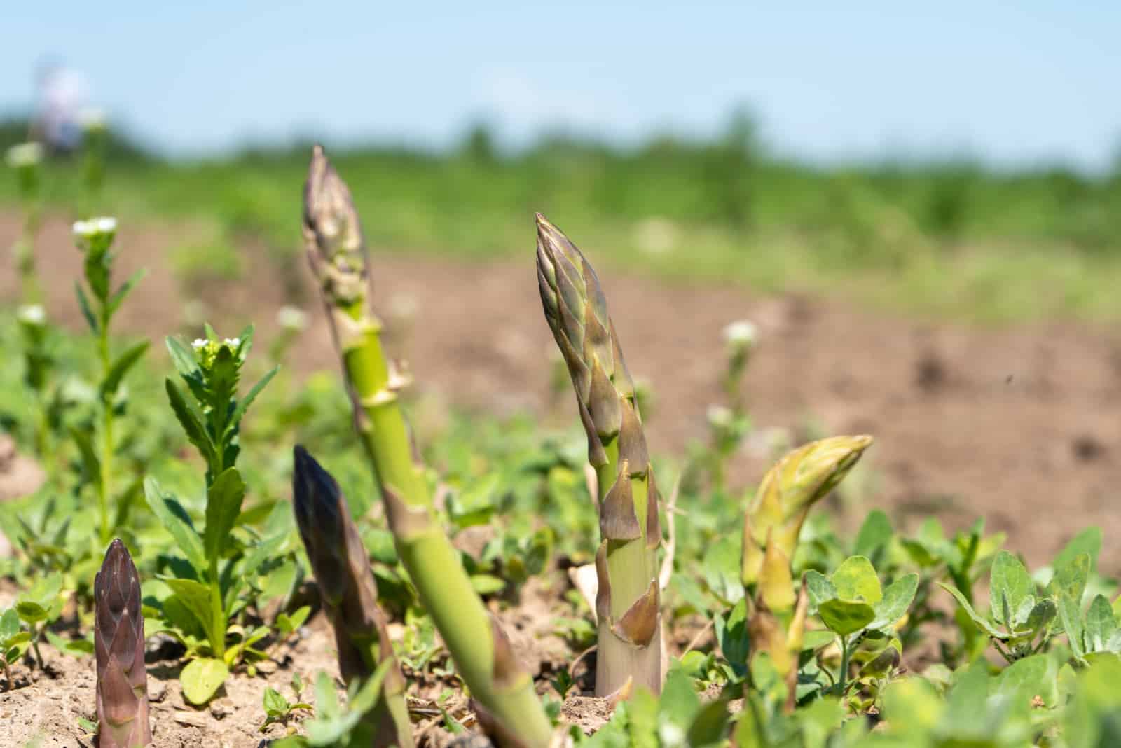 Sprouts of asparagus in the field