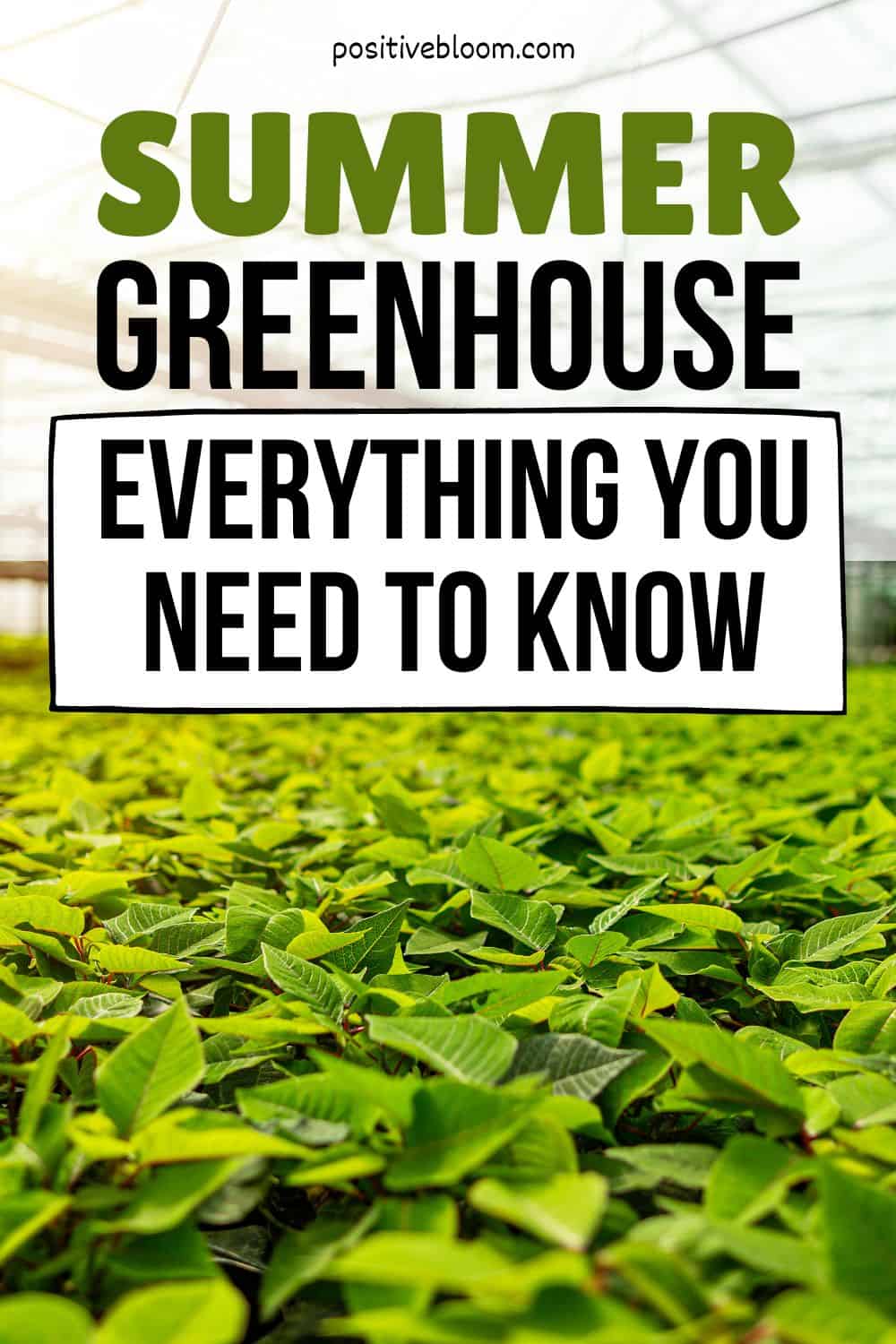 Summer Greenhouse Everything You Need To Know Pinterest