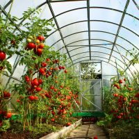 a large greenhouse with vegetables