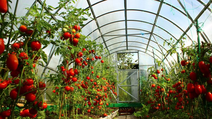 Summer Greenhouse: Everything You Need To Know