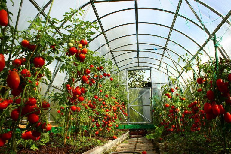 a large greenhouse with vegetables
