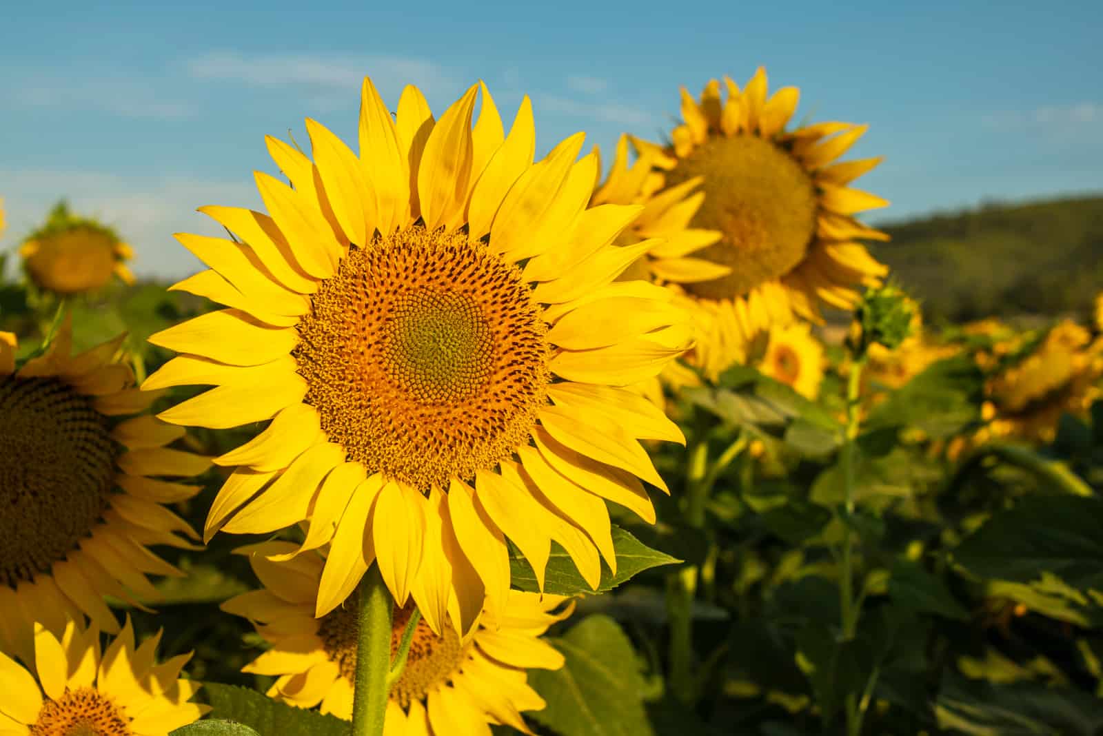 Sunflower cultivation at sunrise 