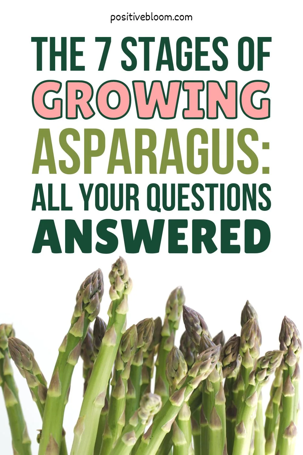 The 7 Stages Of Growing Asparagus All Your Questions Answered Pinterest