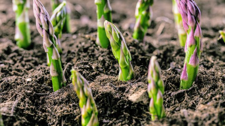 The 7 Stages Of Growing Asparagus: All Your Questions Answered