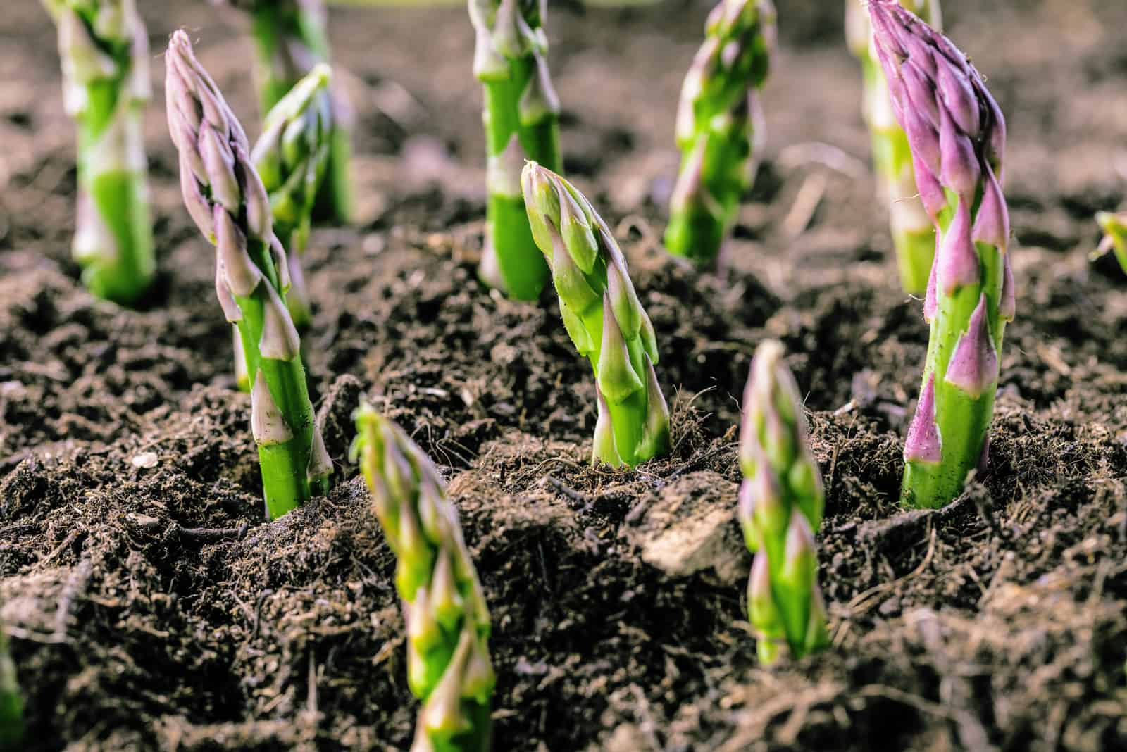 The 7 Stages Of Growing Asparagus: All Your Questions Answered