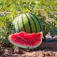 Bright red ripe slice of watermelon and a whole striped watermelon on a plantation