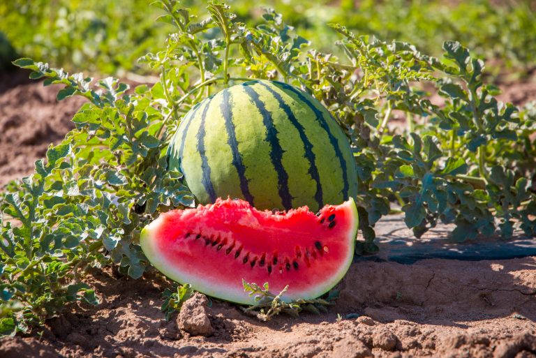 Bright red ripe slice of watermelon and a whole striped watermelon on a plantation