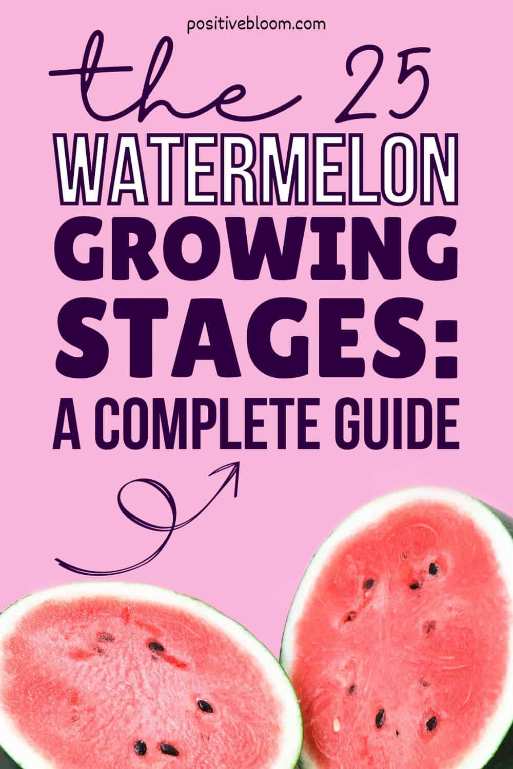 The 9 Watermelon Growing Stages A Complete Guide Pinterest