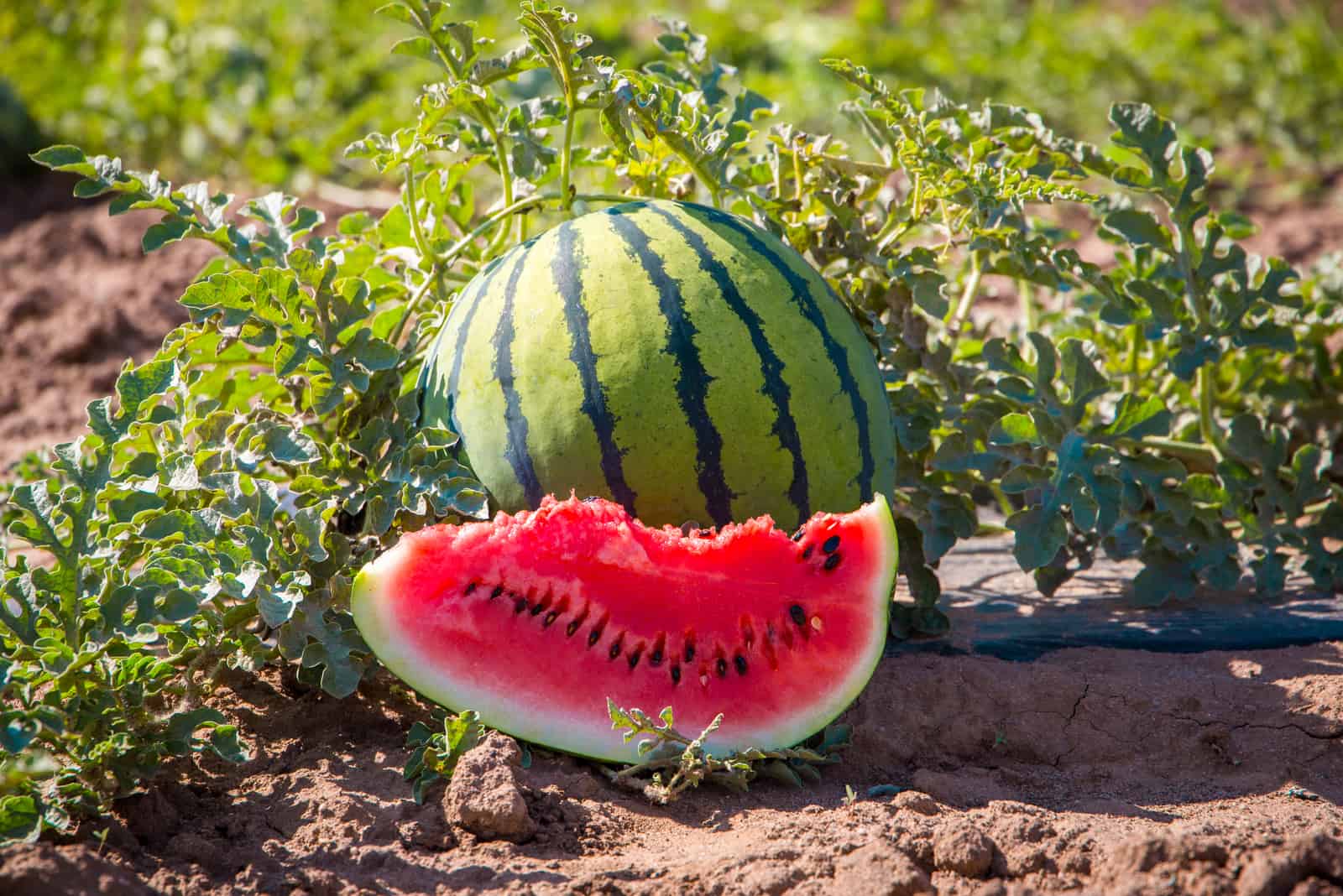 The 9 Watermelon Growing Stages: A Complete Guide