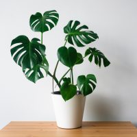 monstera in a pot