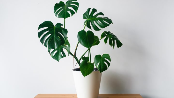 The Best Pot For Monstera: 7 Tips To Help You Choose