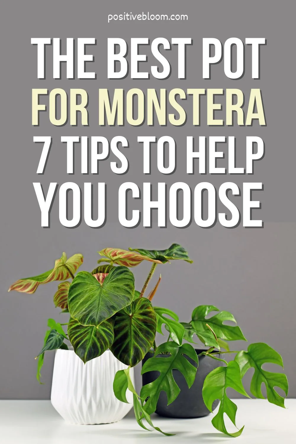 The Best Pot For Monstera 7 Tips To Help You Choose Pinterest