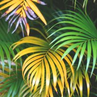 yellowed palm leaves