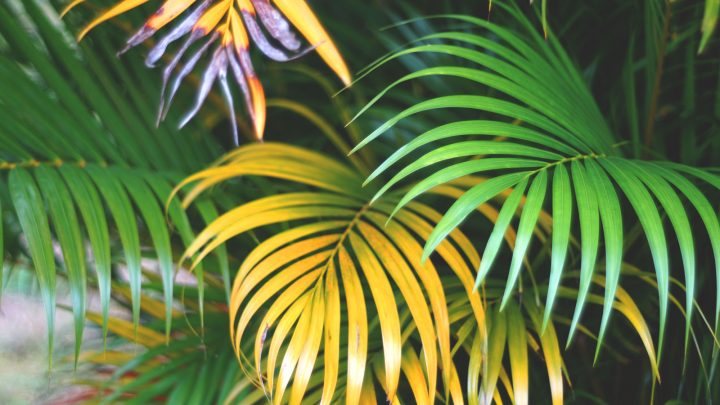 The Causes Of Yellow Palm Leaves And How To Fix The Problem