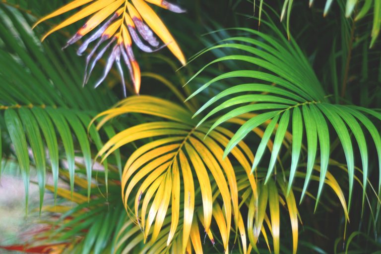 yellowed palm leaves