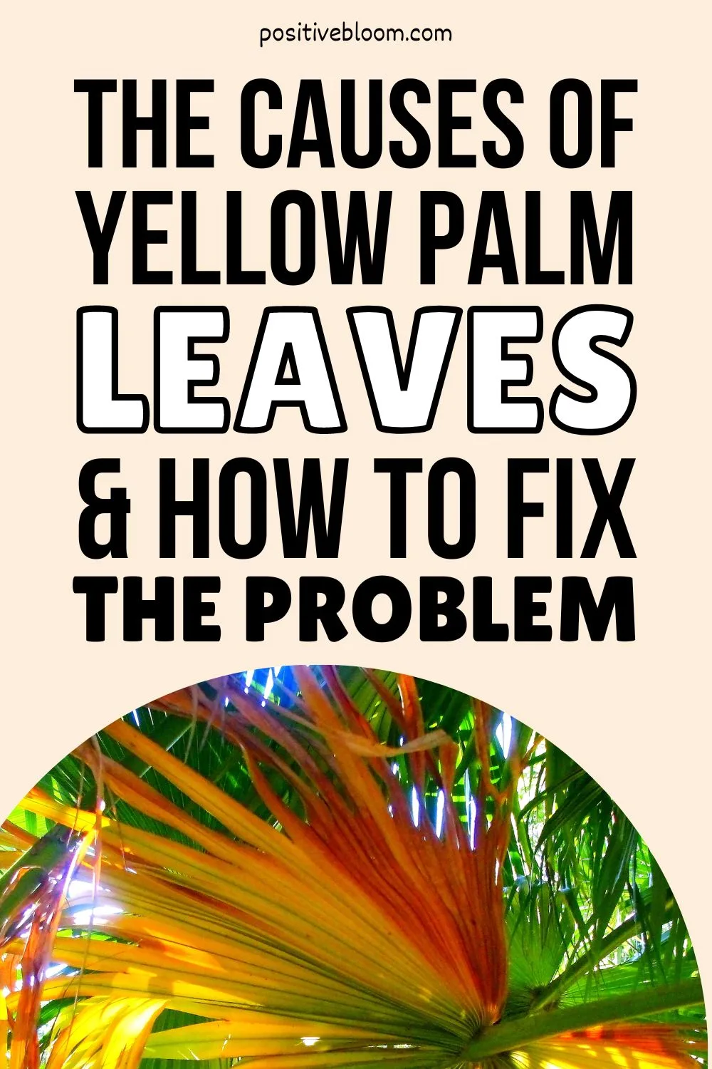 The Causes Of Yellow Palm Leaves And How To Fix The Problem Pinterest