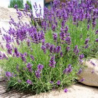 lavender growing outdoor