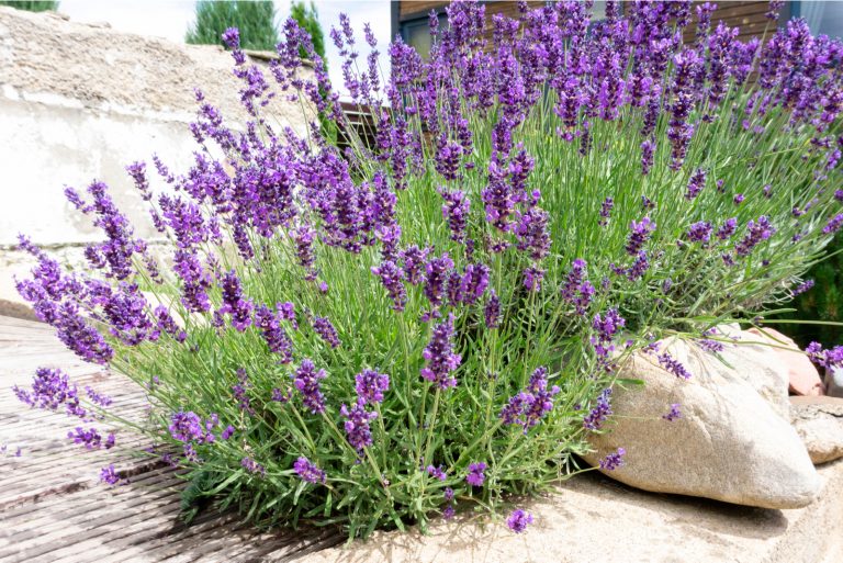 lavender growing outdoor