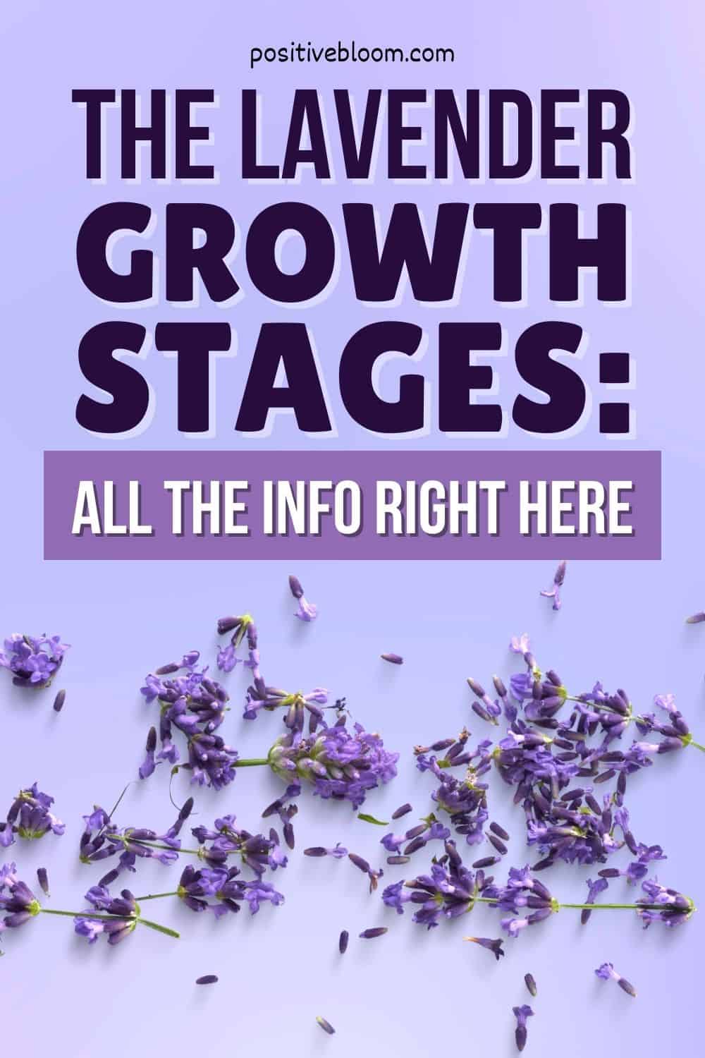 The Lavender Growth Stages All The Info Right Here Pinterest