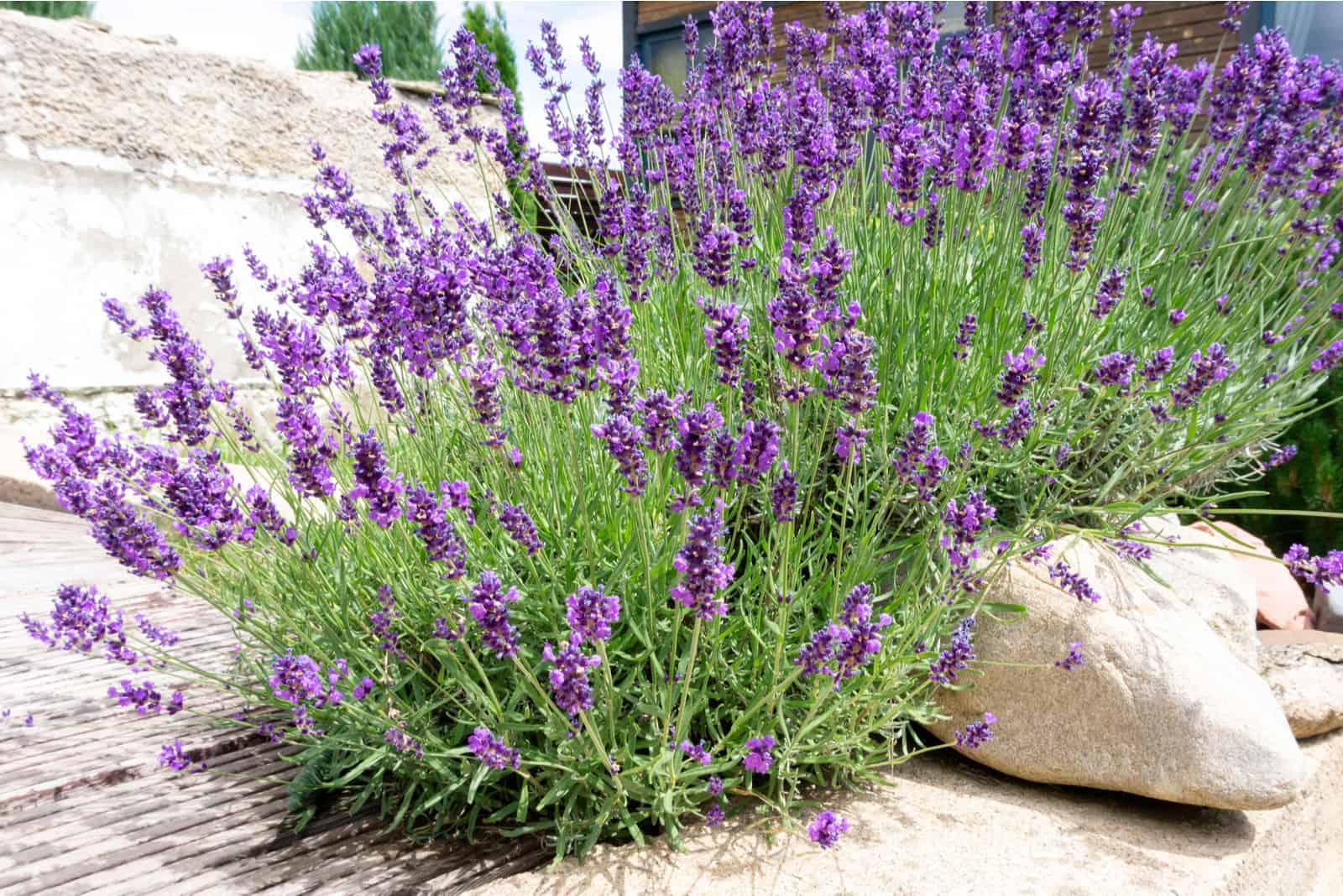 The Lavender Growth Stages All The Info Right Here