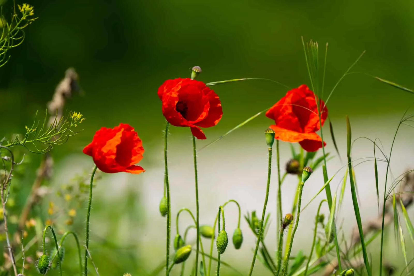 Three red poppies in meadow