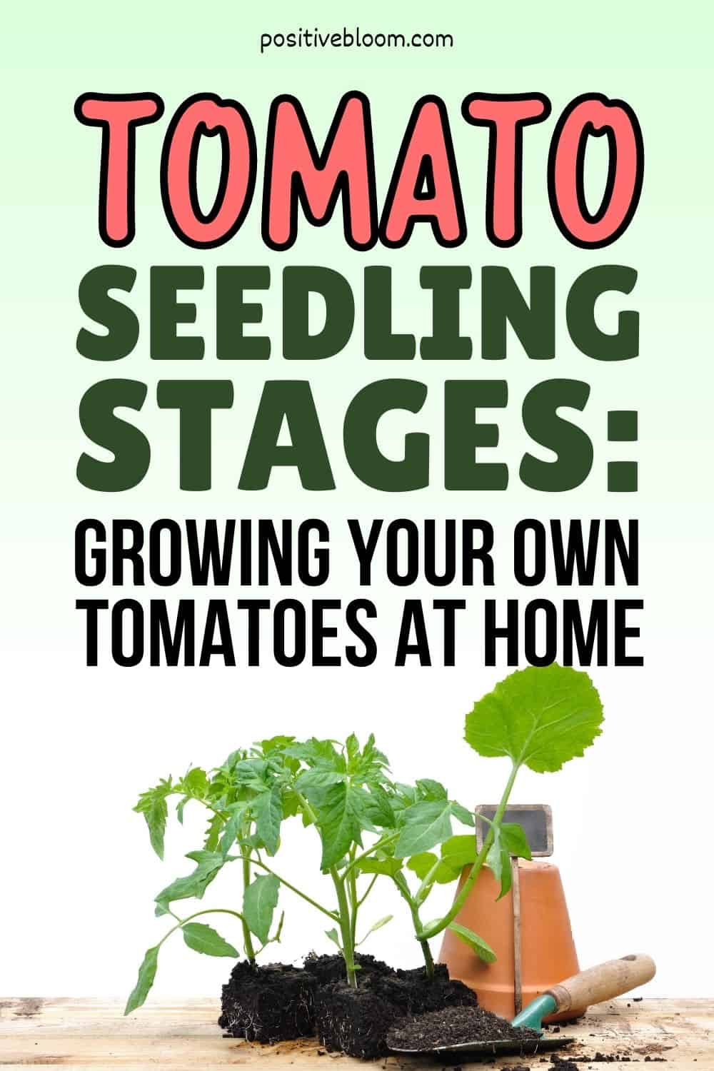Tomato Seedling Stages Growing Your Own Tomatoes At Home Pinterest