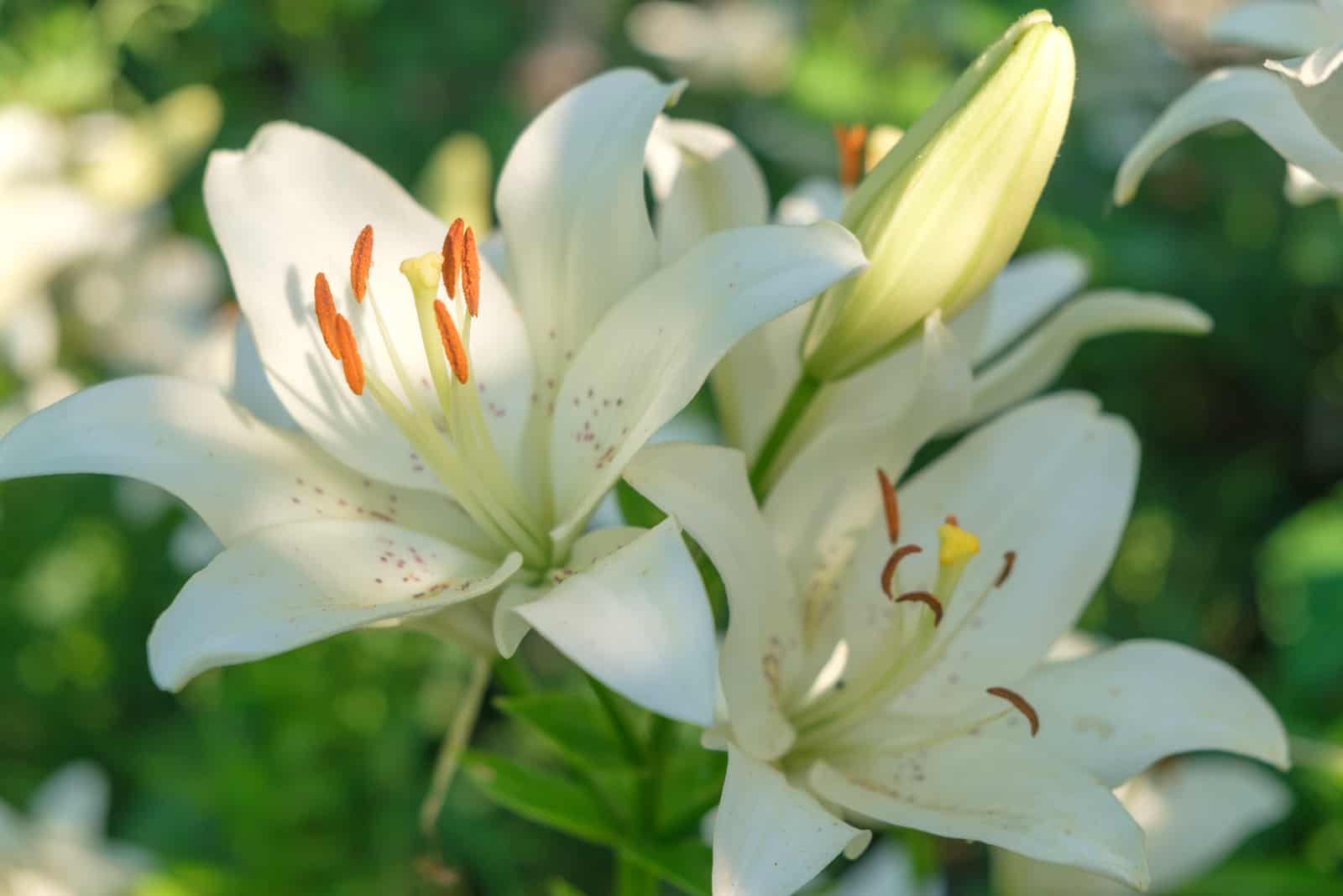Two white lilies macro photography in summer day