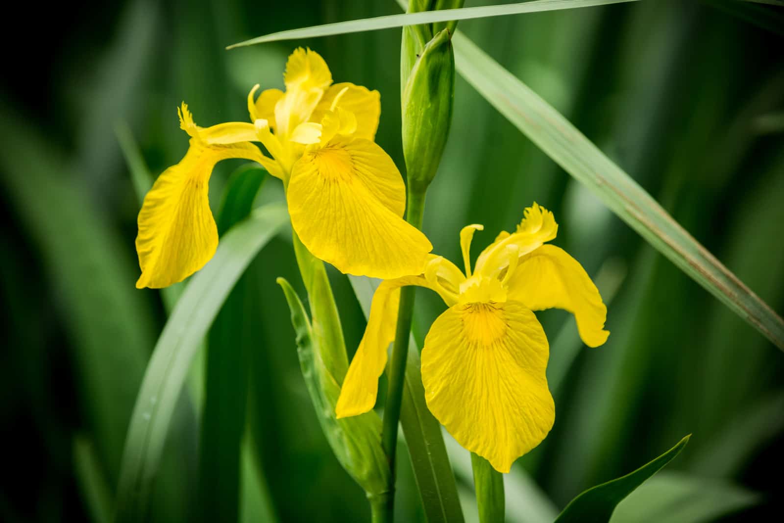 Two yellow Iris flowers