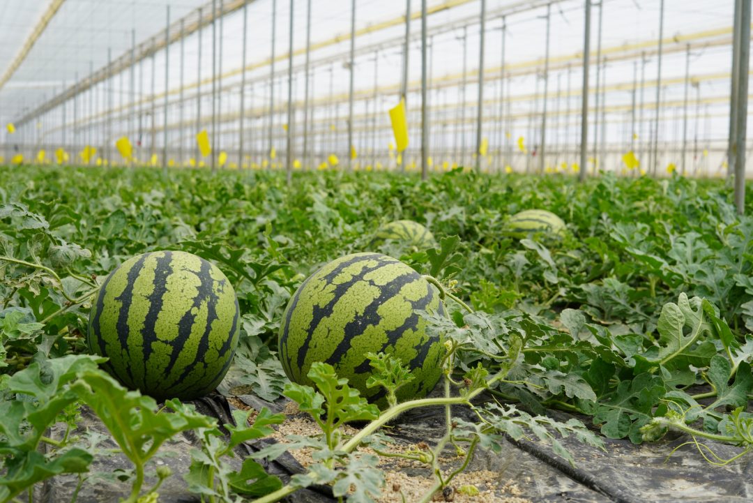 What To Expect During The 9 Different Watermelon Growing Stages