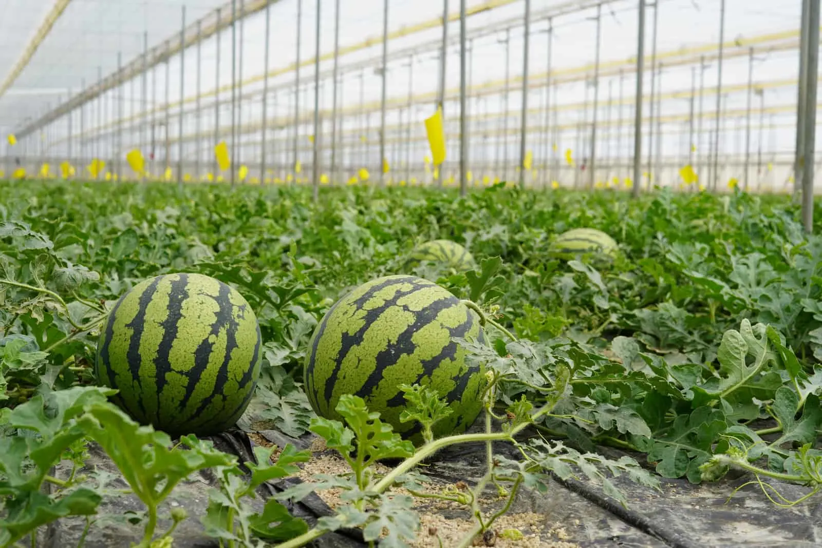 Watermelon cultivation in the greenhouse