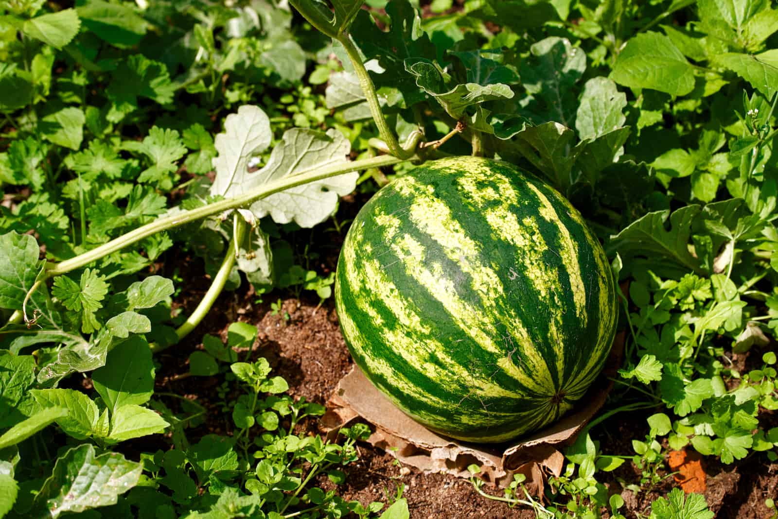 Watermelon growing in the garden