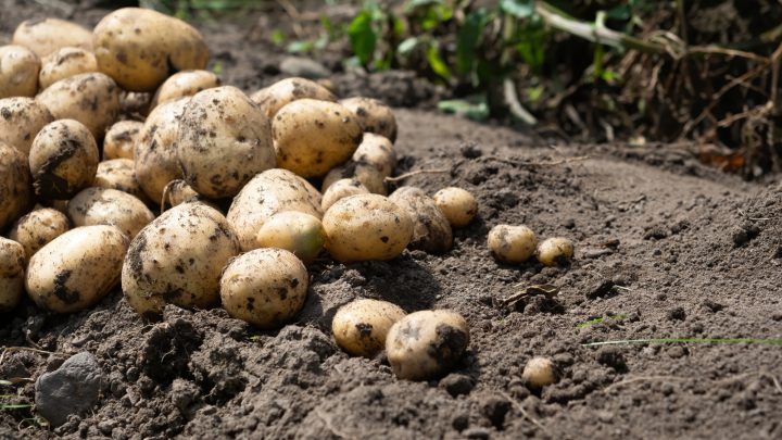 What Are The Potato Growing Stages? All The Answers And More