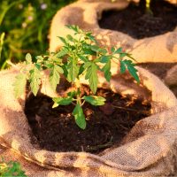 tomato plant in grow bag