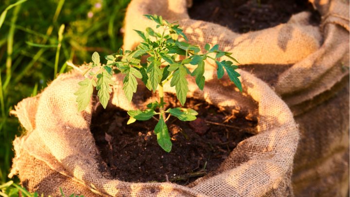 What Size Grow Bag For Tomatoes Is Best? Find Out Here