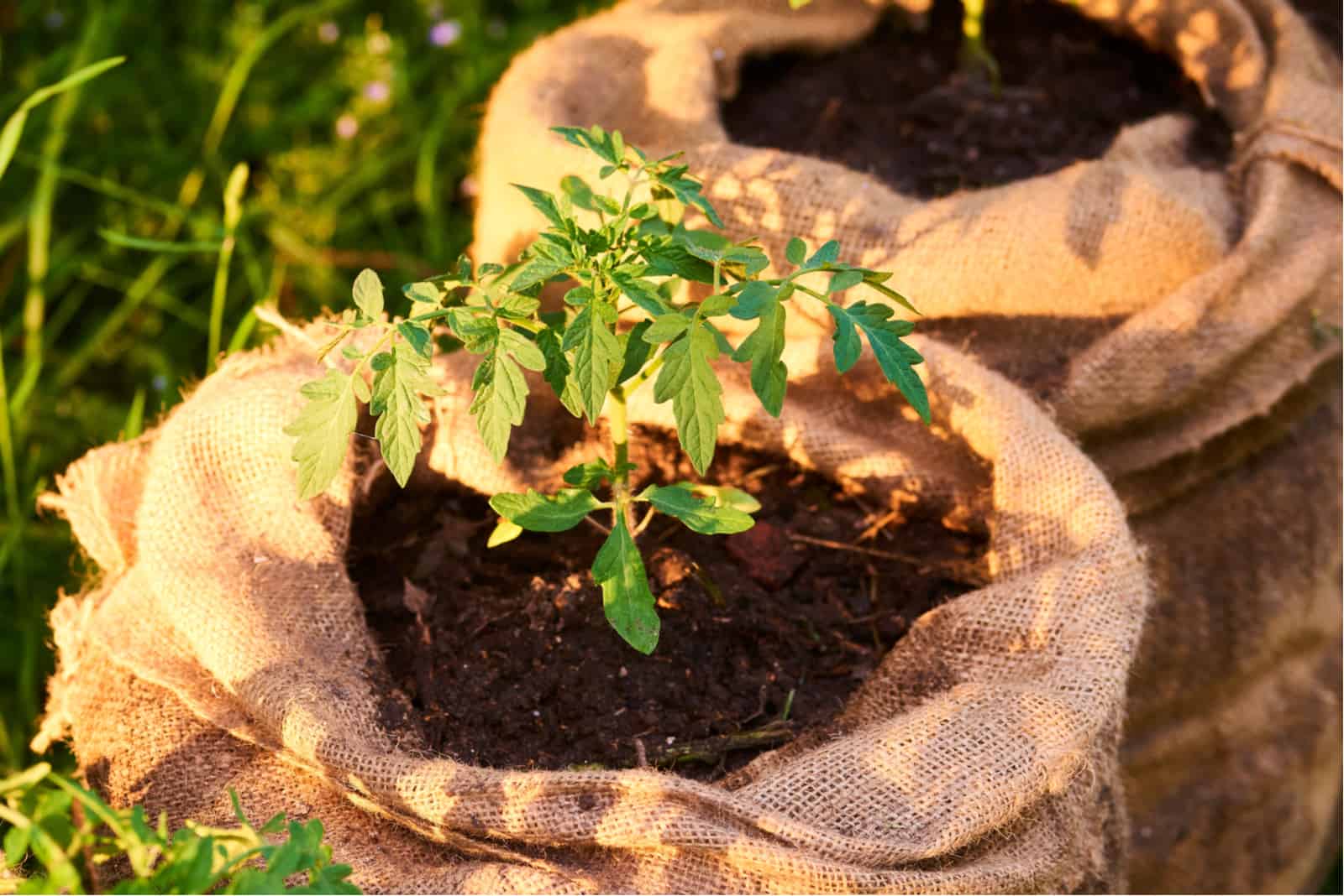 Use These Tips To Choose The Right Size Grow Bag For Your Tomato Plants