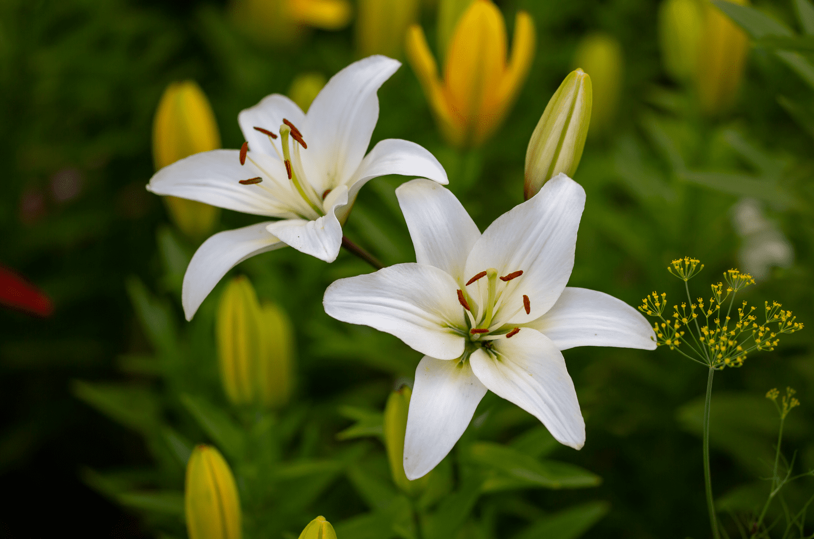 White Lily