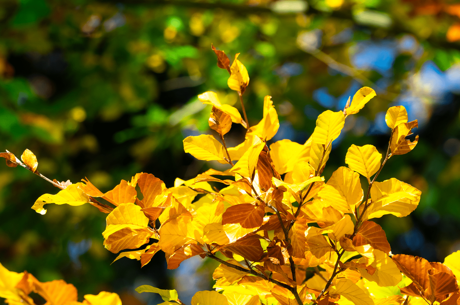 Yellow leaves on a beech branch