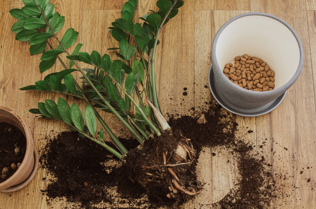 What A ZZ Plant Bulb Is And The Best Ways To Use It